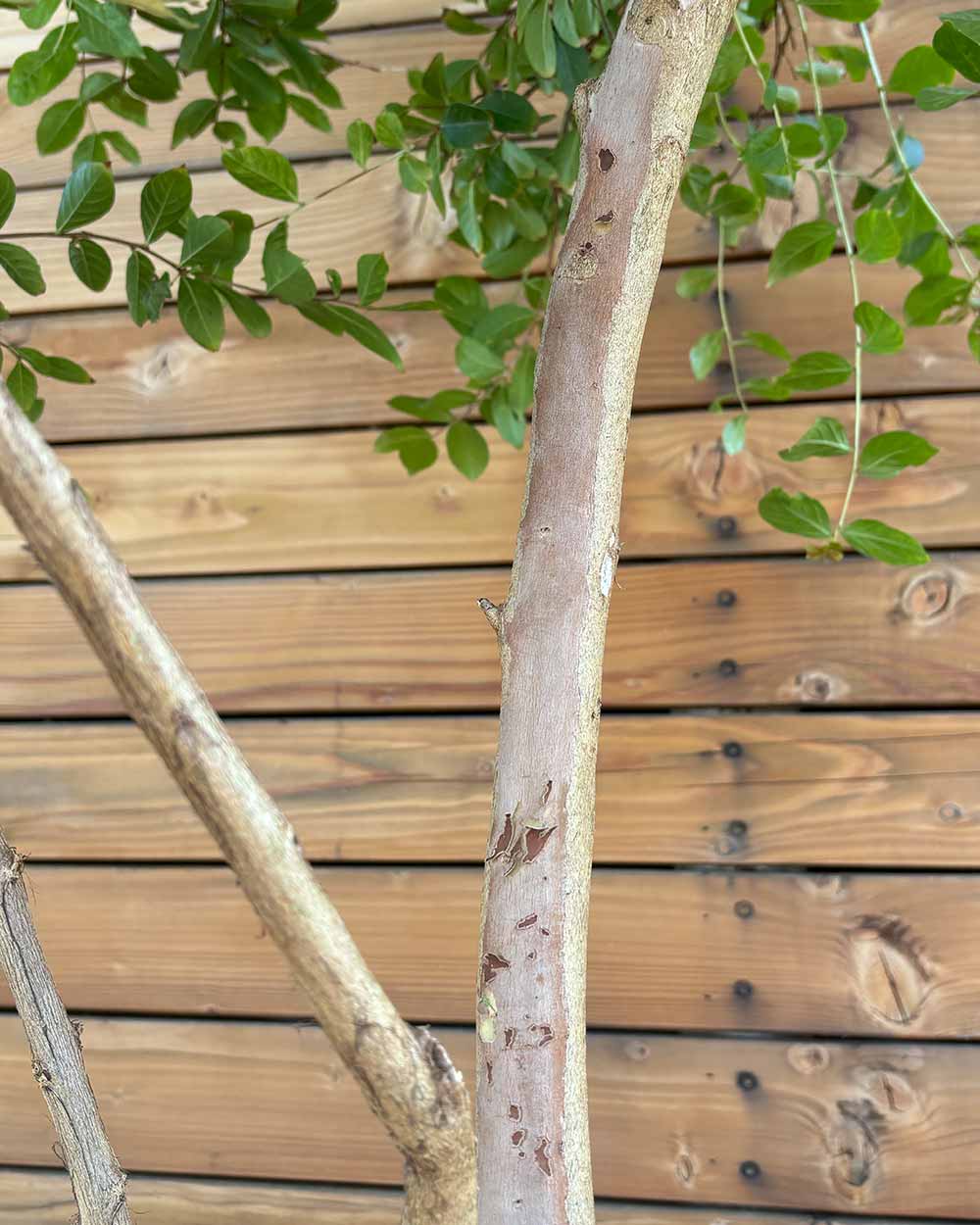 Lagerströmie – Lagerstroemia indica S (Mehrstämmig)