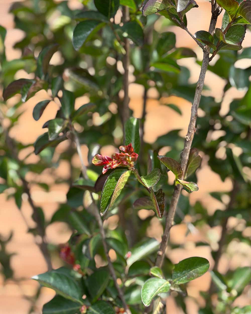 Lagerstroemia "Indica caroline beauty" Mehrstämmig