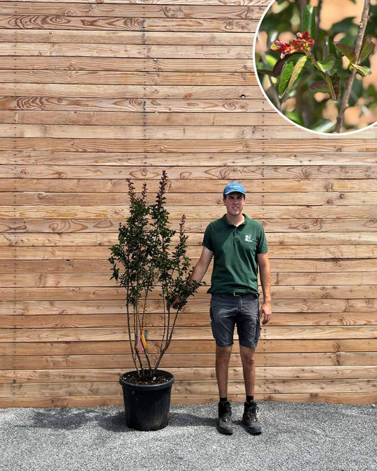 Lagerstroemia (Indica caroline beauty) Mehrstämmig