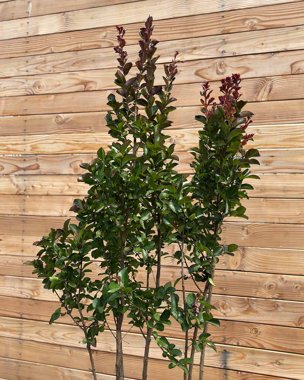 Lagerstroemia "Indica dynamite" Mehrstämmig