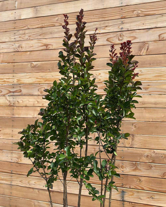 Lagerstroemia "Indica dynamite" Mehrstämmig