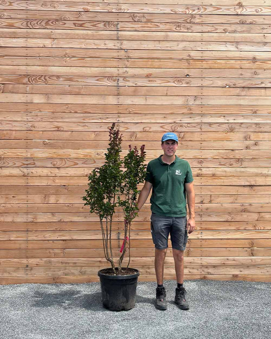 Lagerstroemia "Indica dynamite" Mehrstämmig