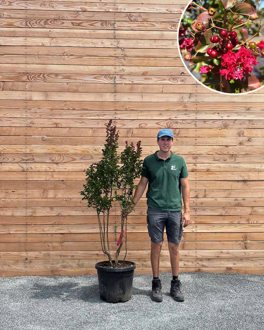 Lagerstroemia (Indica dynamite) Mehrstämmig