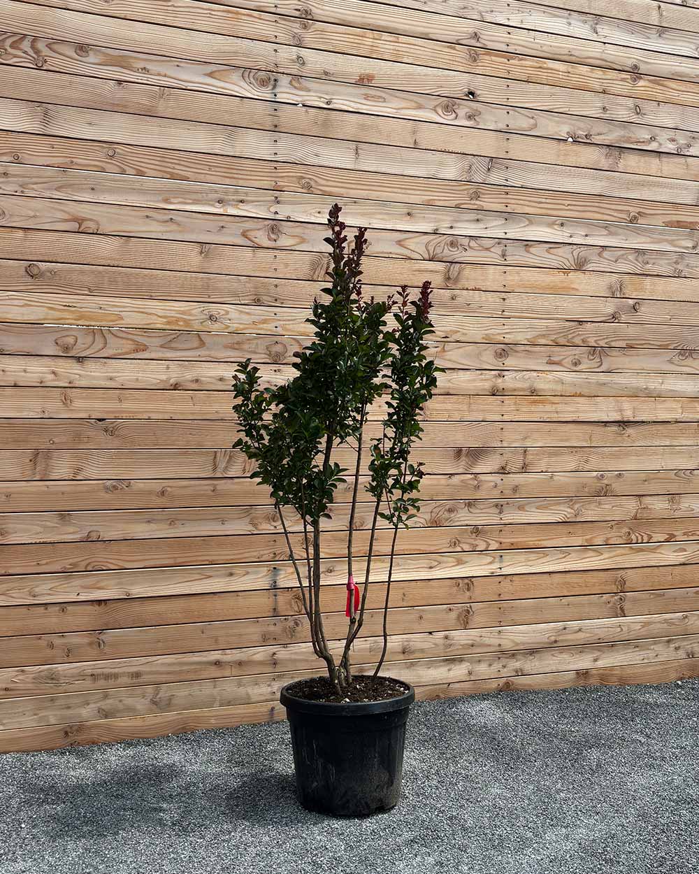 Lagerstroemia "Indica dynamite" Mehrstämmig