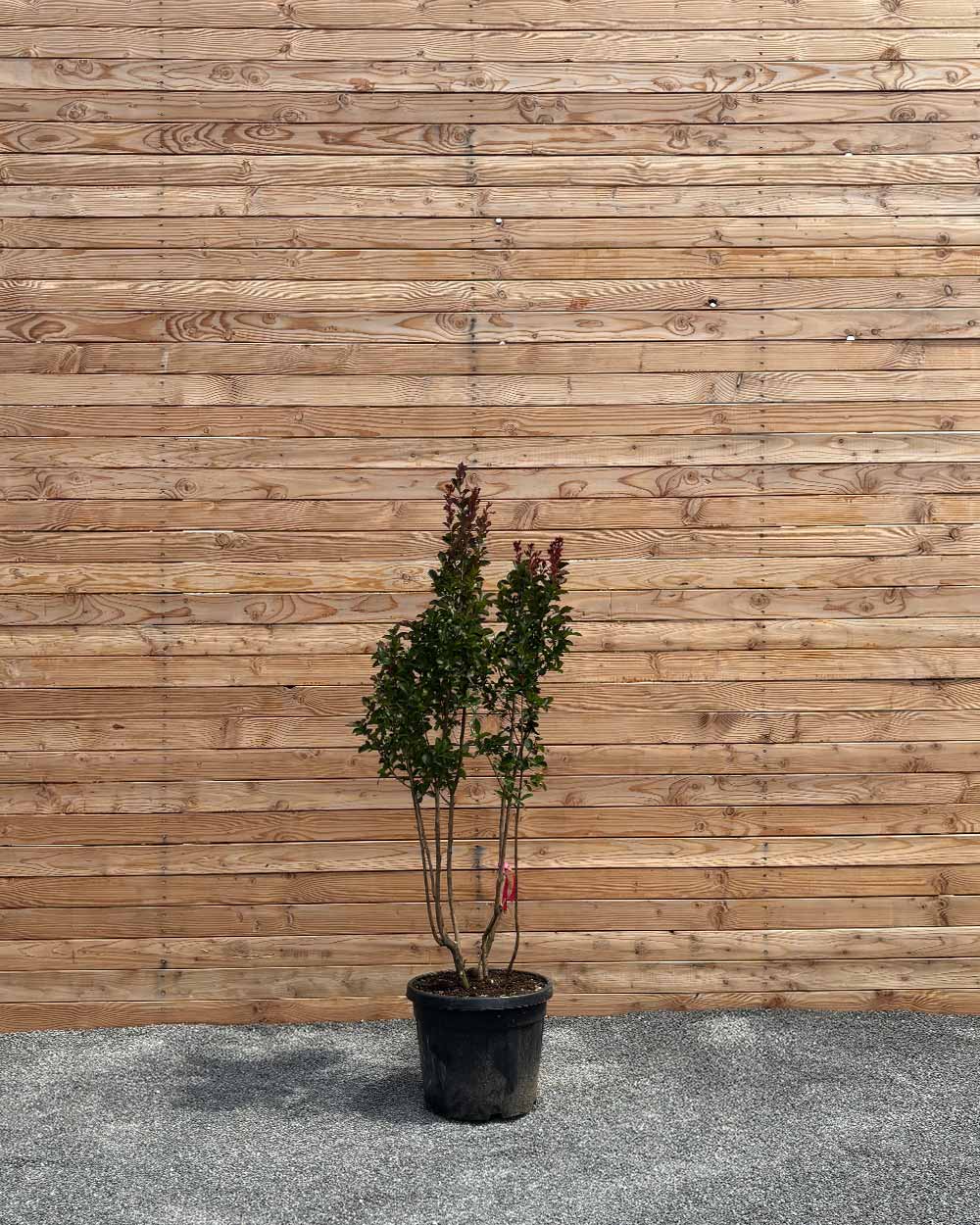Lagerstroemia "Indica dynamite" Mehrstämmig