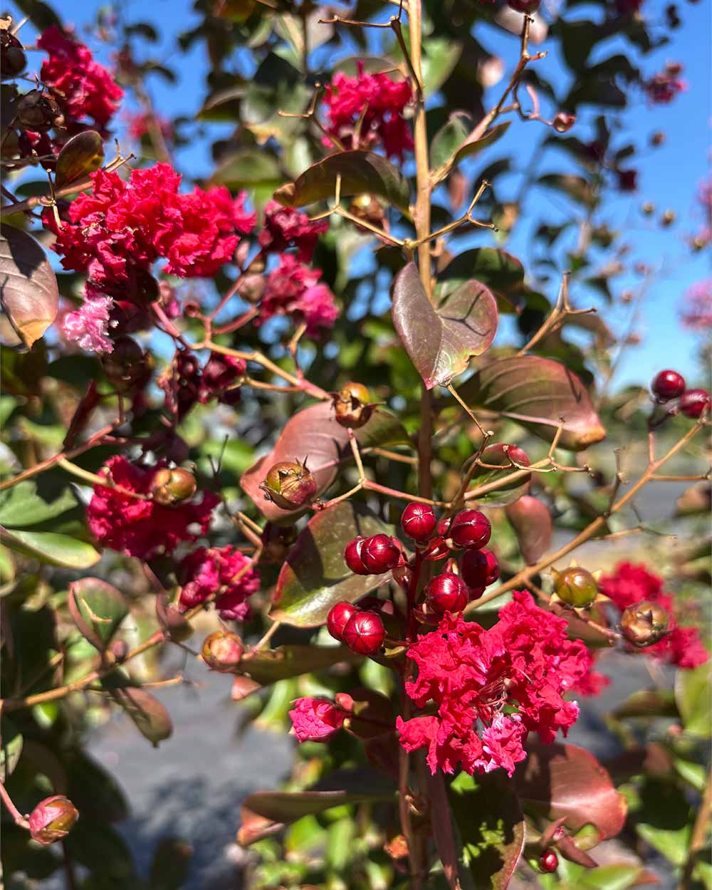 Lagerstroemia "Indica dynamite" Mehrstämmig