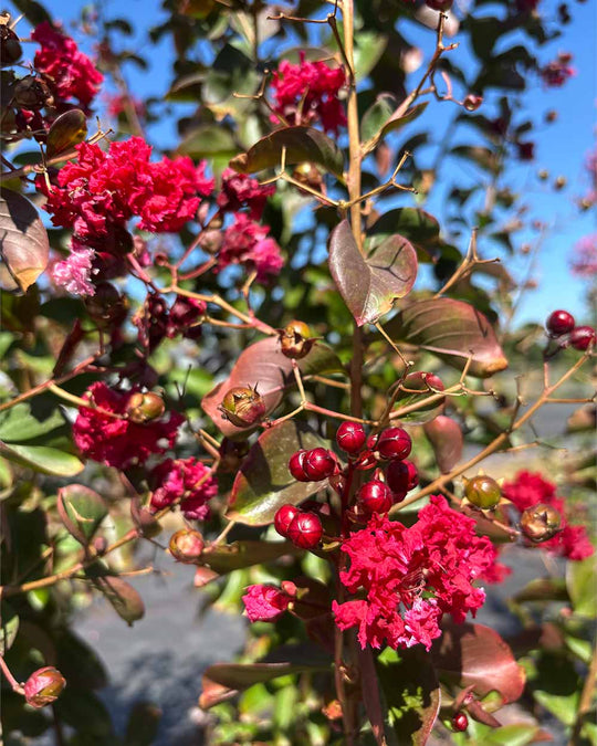 Lagerstroemia "Indica dynamite" Mehrstämmig