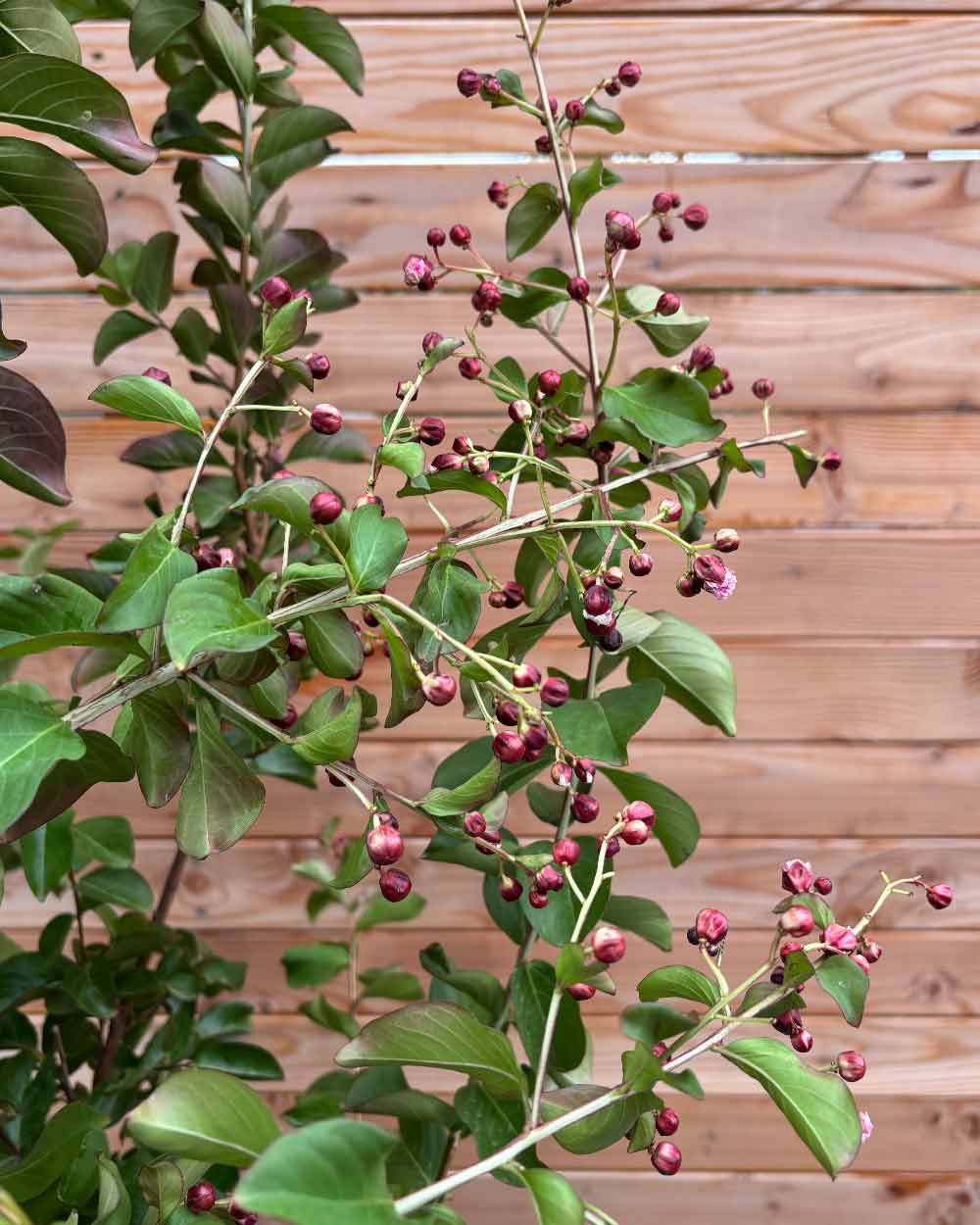 Lagerstroemia "Indica dynamite" Mehrstämmig XXL