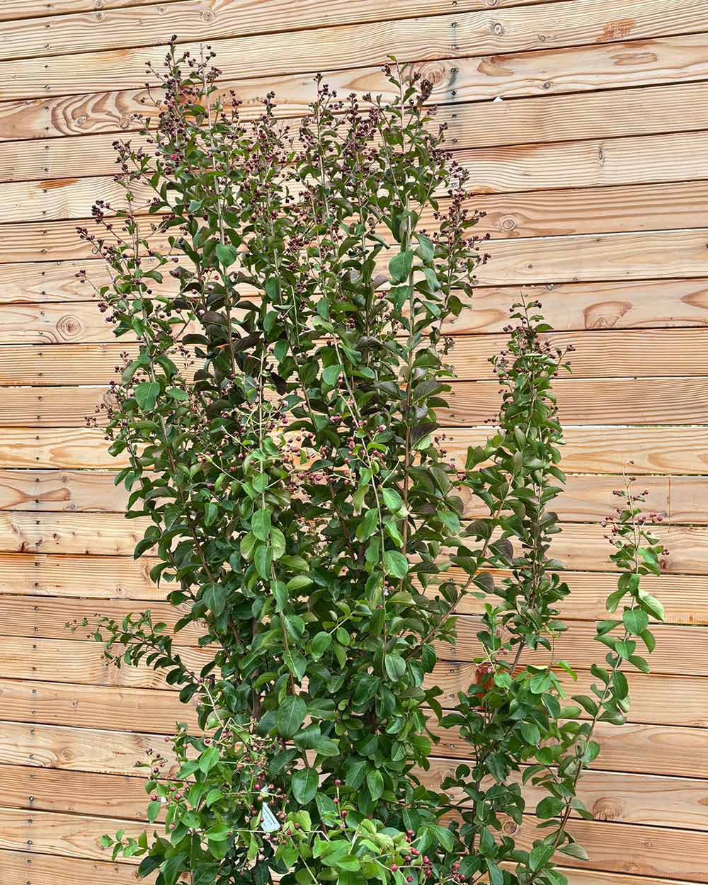 Lagerstroemia "Indica dynamite" Mehrstämmig XXL