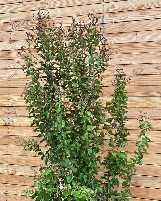 Lagerstroemia "Indica dynamite" Mehrstämmig XXL
