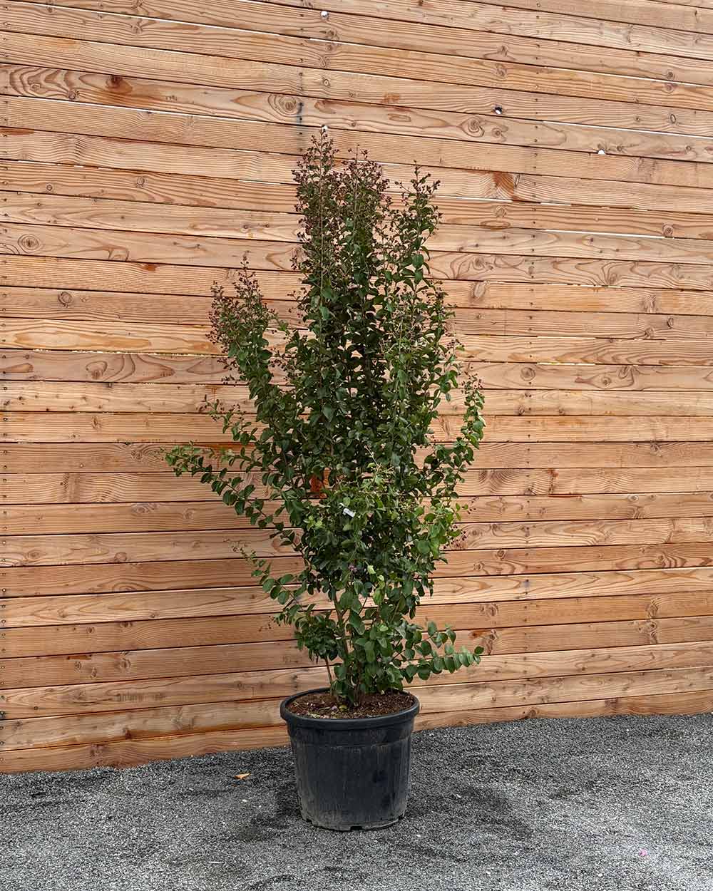 Lagerstroemia "Indica dynamite" Mehrstämmig XXL