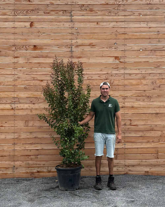 Lagerstroemia "Indica dynamite" Mehrstämmig XXL