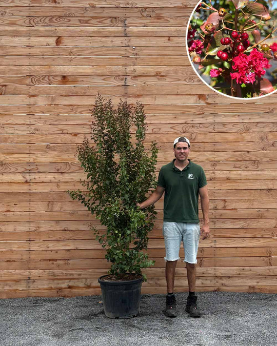 Lagerstroemia (Indica dynamite) Mehrstämmig XXL