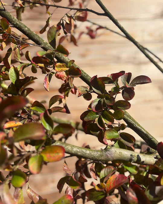 Lagerstroemia (Indica dynamite) Hochstamm