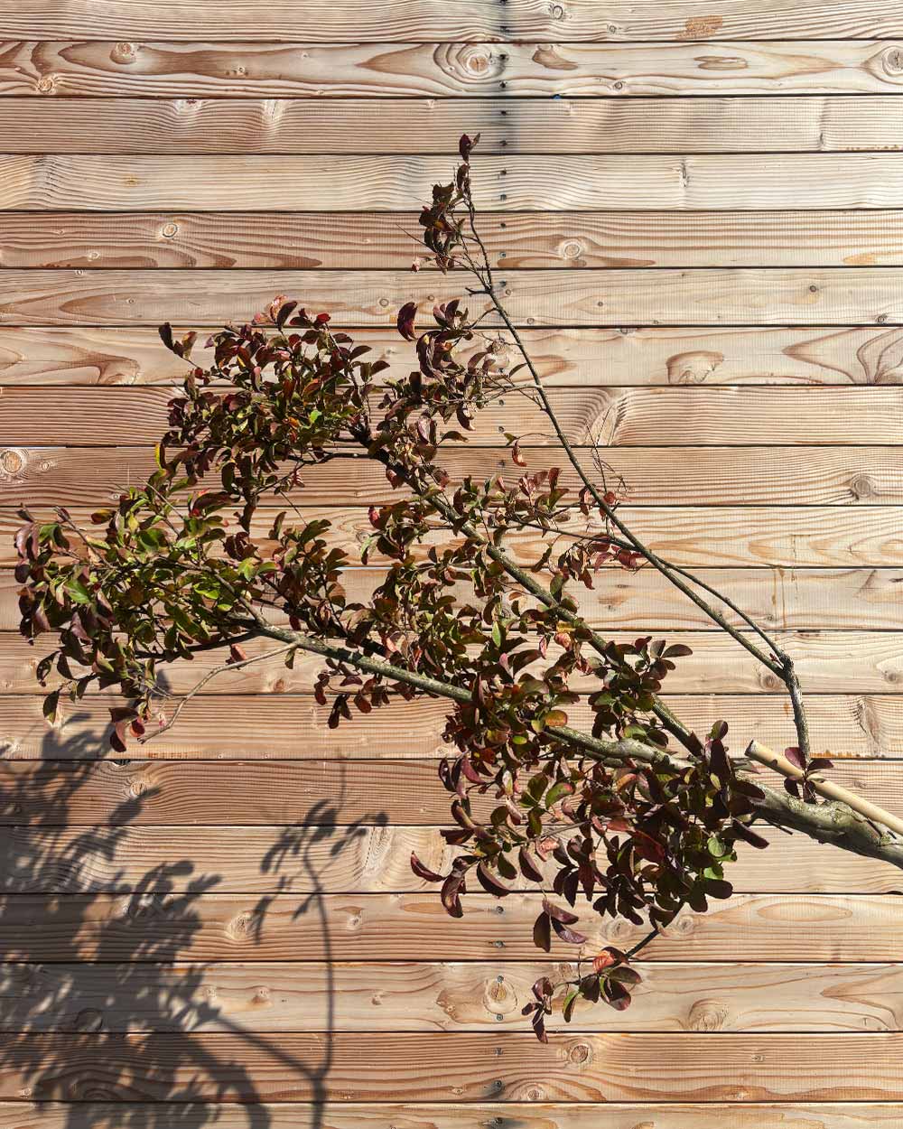Lagerstroemia (Indica dynamite) Hochstamm