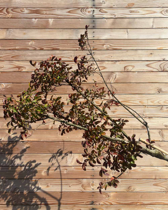 Lagerstroemia (Indica dynamite) Hochstamm
