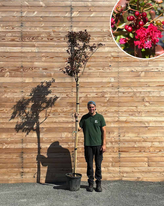 Lagerstroemia (Indica dynamite) Hochstamm