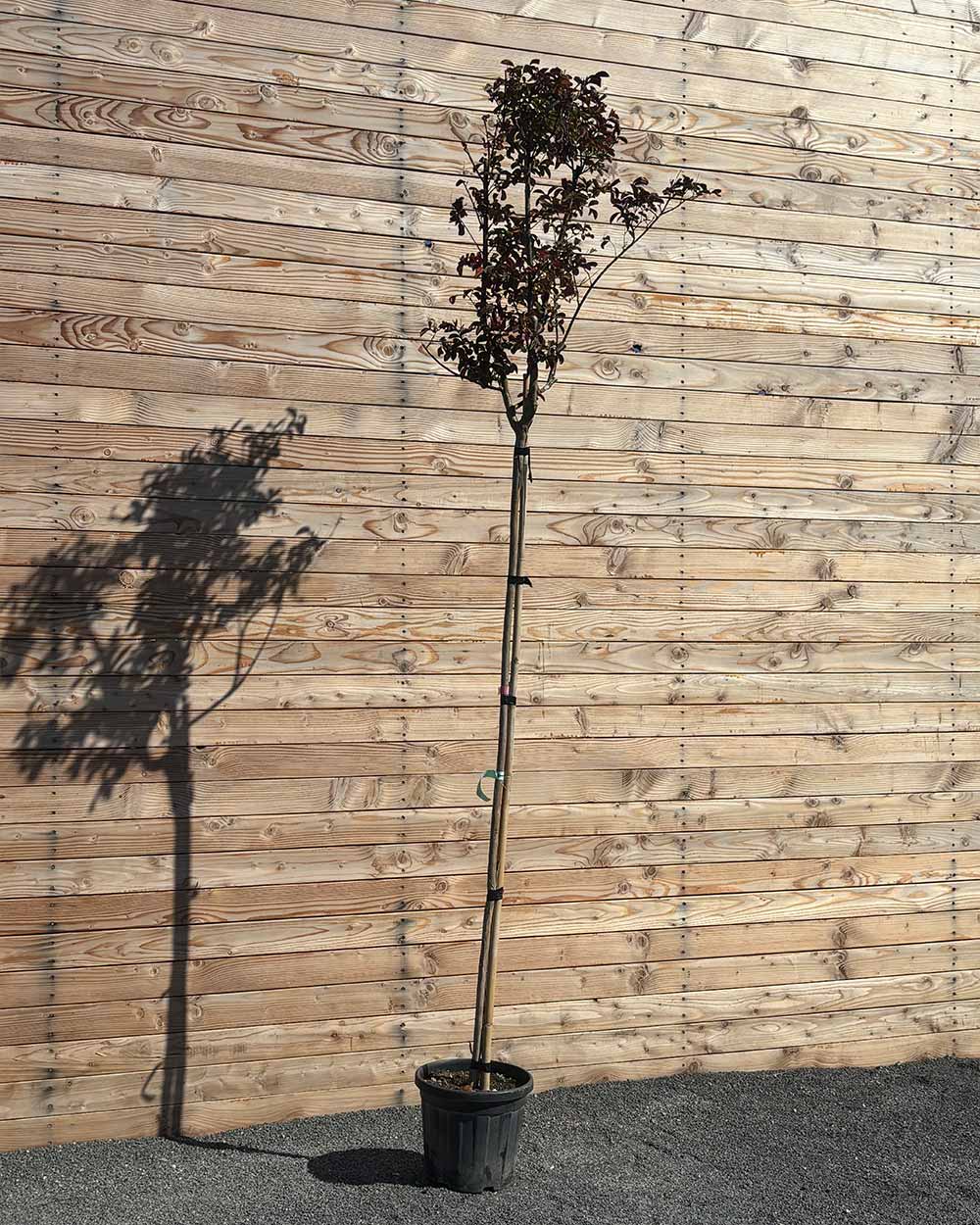 Lagerstroemia (Indica dynamite) Hochstamm