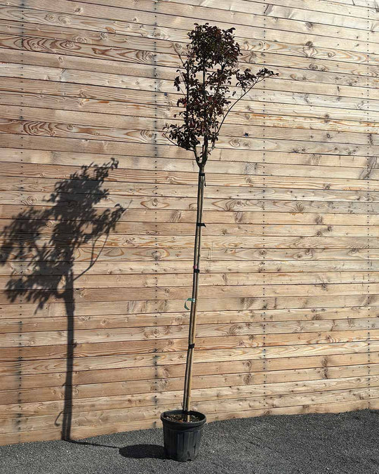 Lagerstroemia (Indica dynamite) Hochstamm