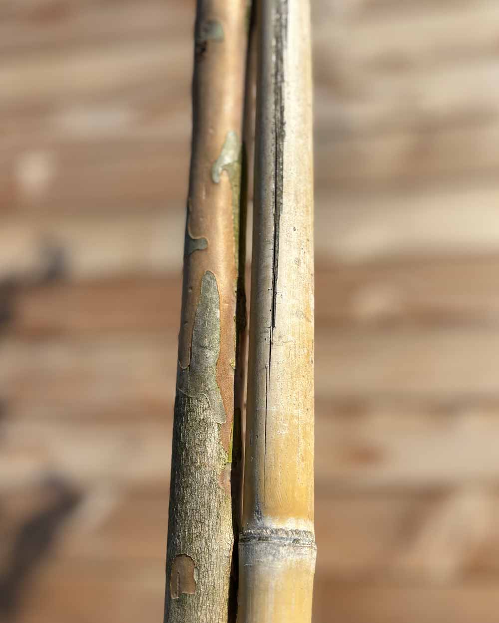 Lagerstroemia (Indica dynamite) Hochstamm
