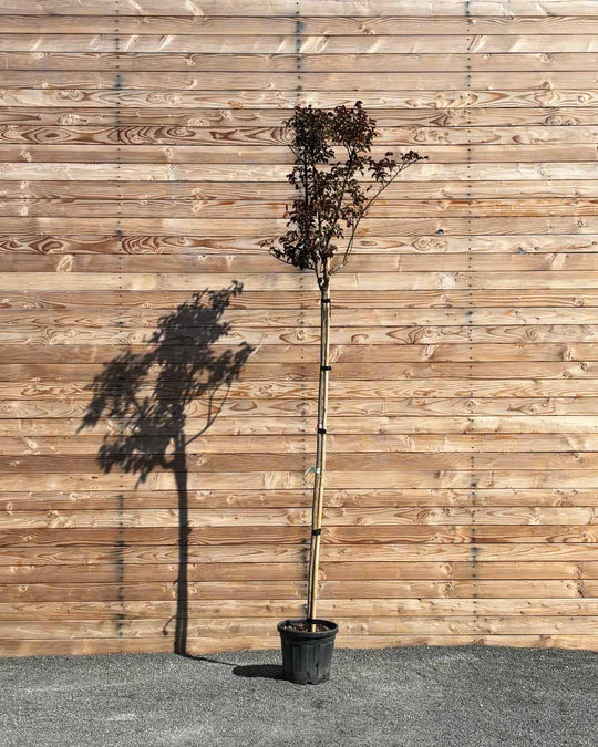 Lagerstroemia (Indica dynamite) Hochstamm