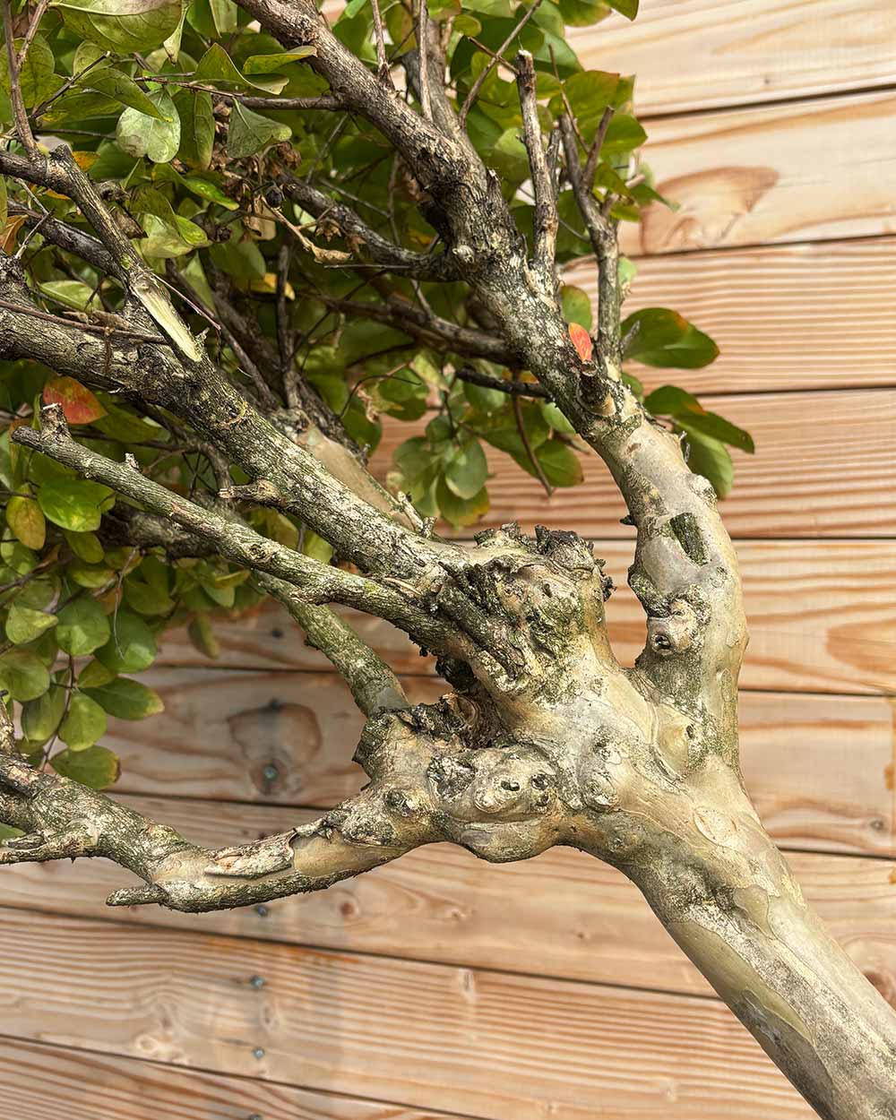 Lagerstroemia (Rosea Grassi) Hochstamm L