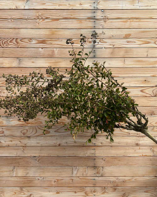 Lagerstroemia (Rosea Grassi) Hochstamm L