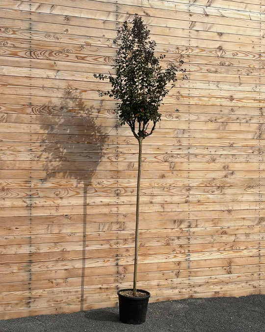 Lagerstroemia (Rosea Grassi) Hochstamm L