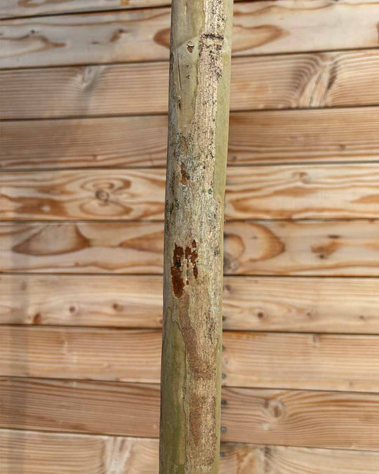 Lagerstroemia (Rosea Grassi) Hochstamm L