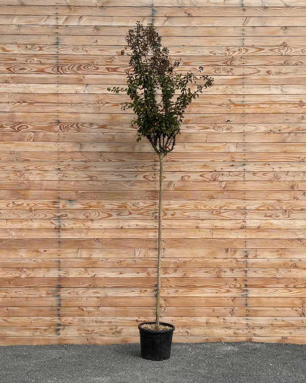 Lagerstroemia (Rosea Grassi) Hochstamm L