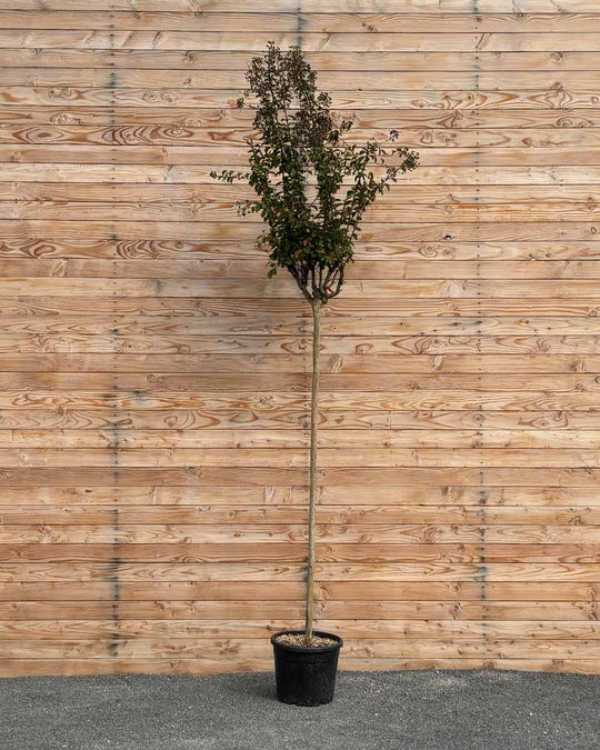 Lagerstroemia (Rosea Grassi) Hochstamm L