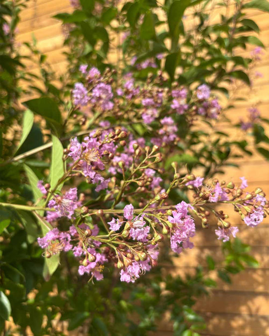 Lagerströmie – Lagerstroemia indica ‘Muskogee’ (Mehrstämmig)