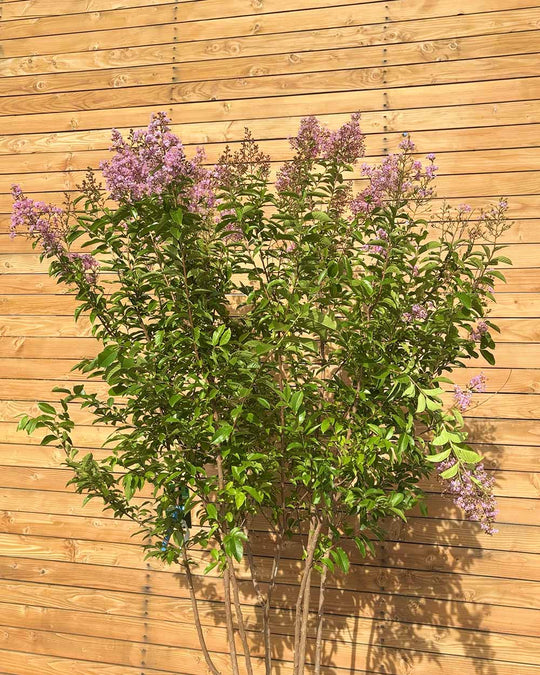 Lagerströmie – Lagerstroemia indica ‘Muskogee’ (Mehrstämmig)