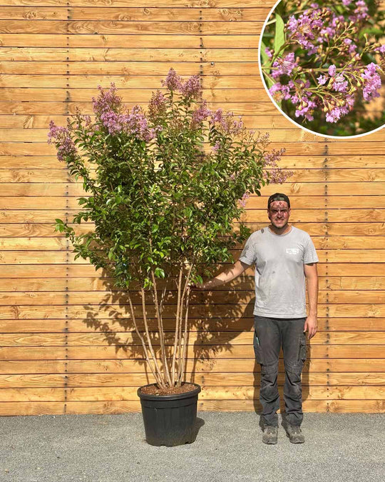 Lagerströmie – Lagerstroemia indica ‘Muskogee’ (Mehrstämmig)