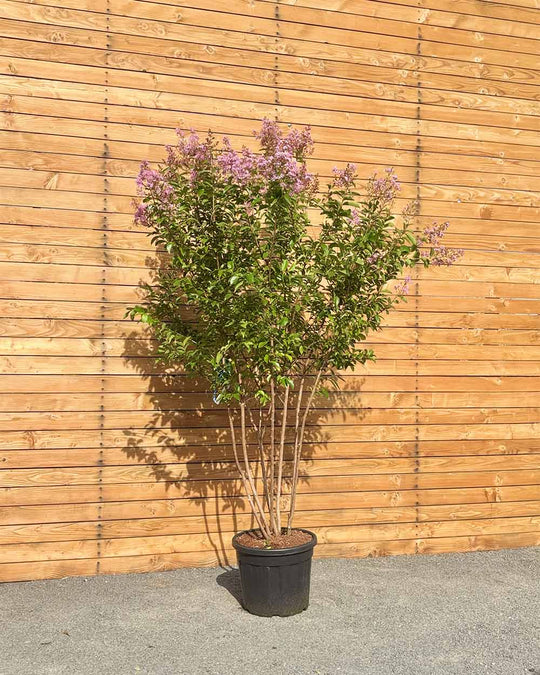 Lagerströmie – Lagerstroemia indica ‘Muskogee’ (Mehrstämmig)