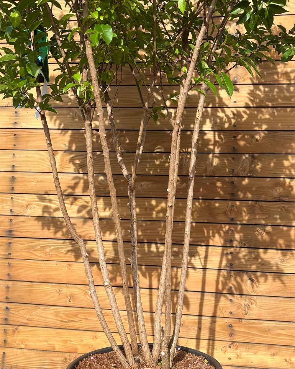 Lagerströmie – Lagerstroemia indica ‘Muskogee’ (Mehrstämmig)