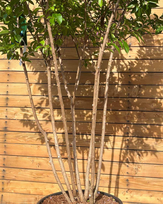 Lagerströmie – Lagerstroemia indica ‘Muskogee’ (Mehrstämmig)