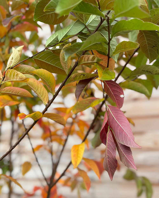 Lagerströmie – Lagerstroemia indica ‘Muskogee’ (Mehrstämmig)