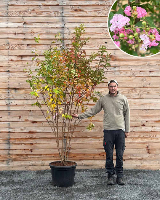 Lagerströmie – Lagerstroemia indica ‘Muskogee’ (Mehrstämmig)