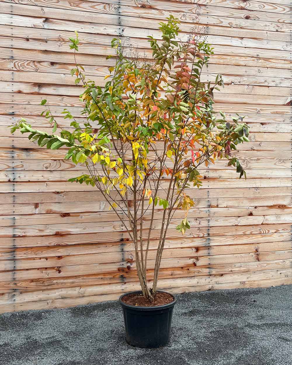 Lagerströmie – Lagerstroemia indica ‘Muskogee’ (Mehrstämmig)