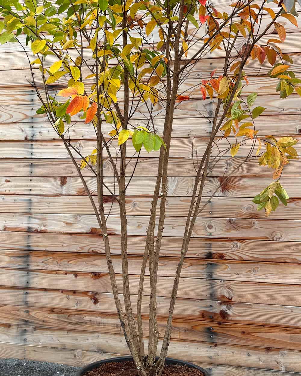 Lagerströmie – Lagerstroemia indica ‘Muskogee’ (Mehrstämmig)