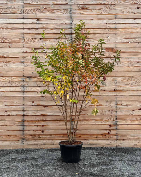 Lagerströmie – Lagerstroemia indica ‘Muskogee’ (Mehrstämmig)