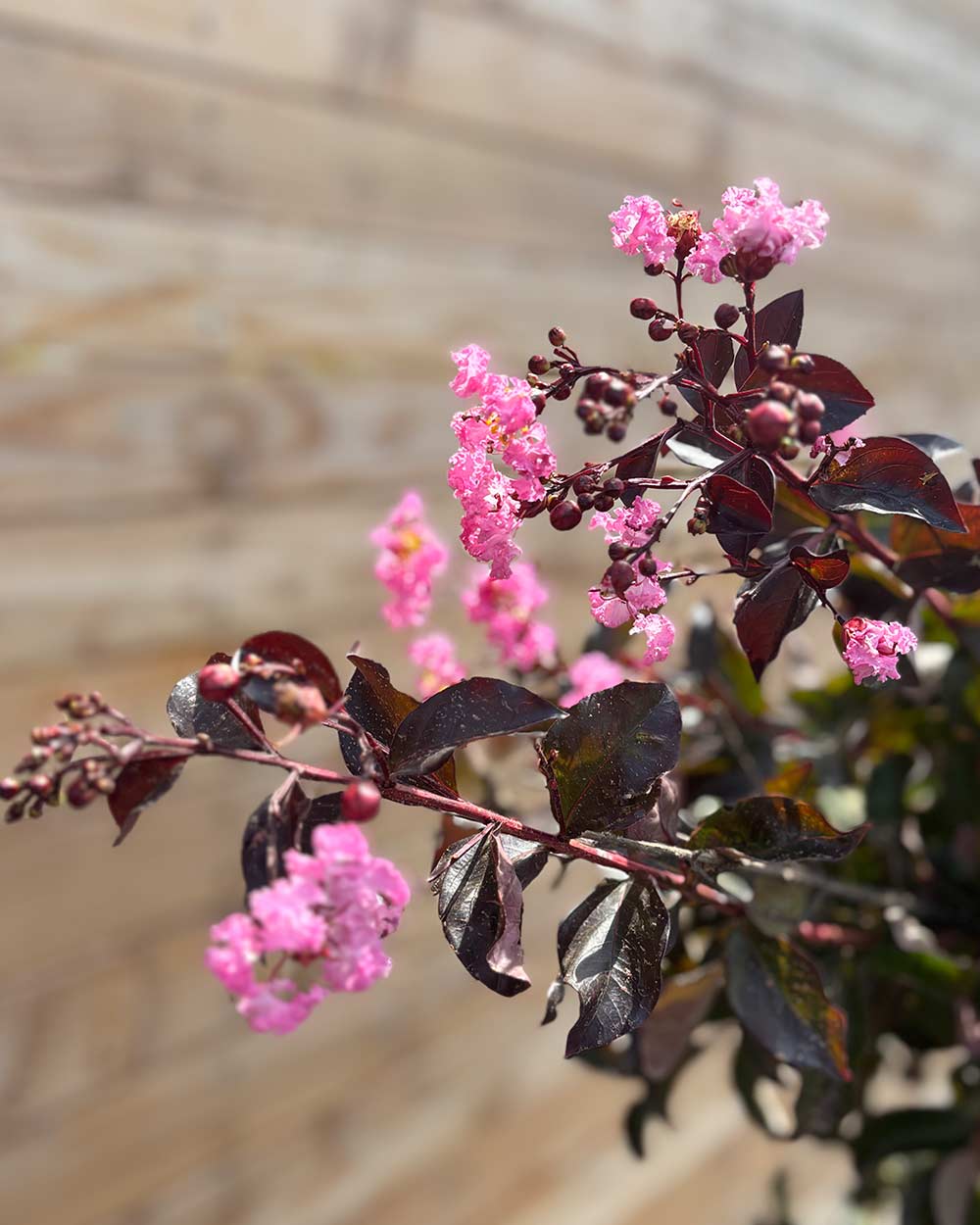 Lagerstroemia "Indica Rhapsody Pink" Hochstamm