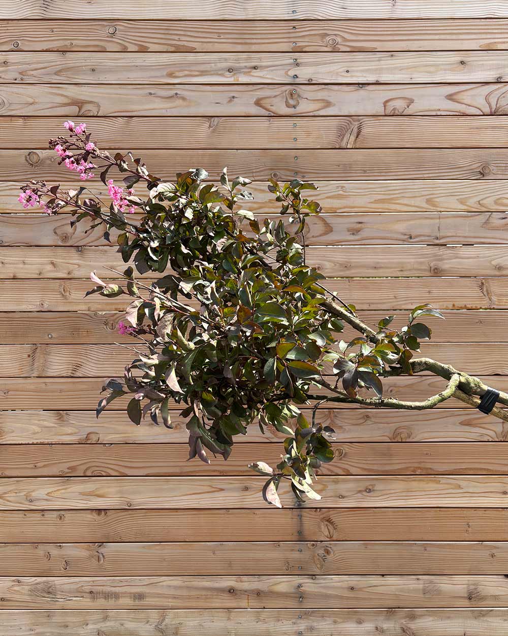 Lagerstroemia "Indica Rhapsody Pink" Hochstamm
