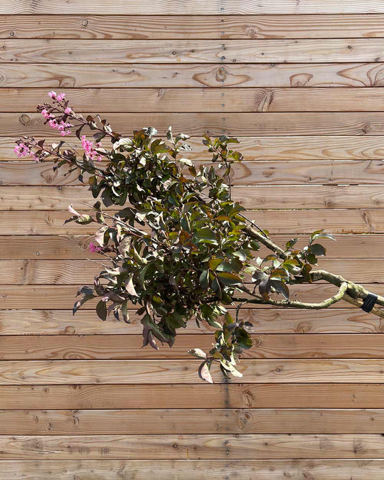 Lagerstroemia "Indica Rhapsody Pink" Hochstamm