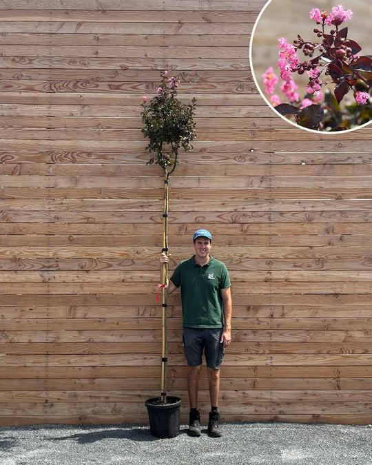 Lagerstroemia (Indica Rhapsody Pink) Hochstamm