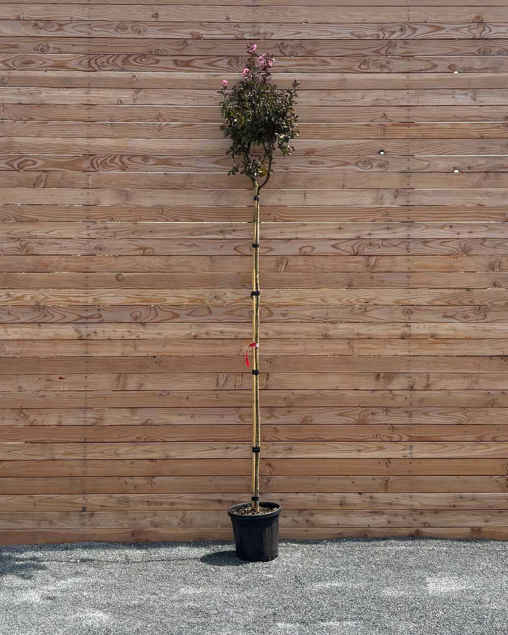 Lagerstroemia "Indica Rhapsody Pink" Hochstamm