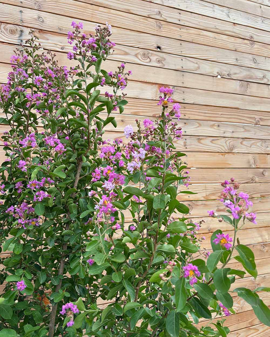Lagerstroemia "Indica Purpurea" Mehrstämmig XXL