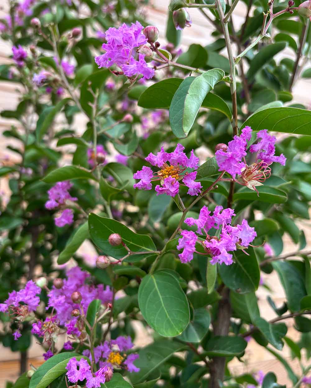 Lagerstroemia "Indica Purpurea" Mehrstämmig XXL