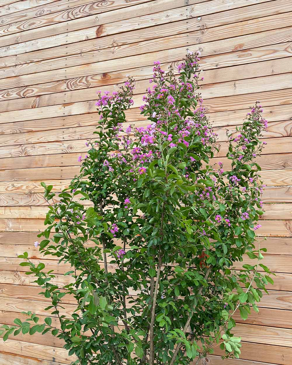 Lagerstroemia "Indica Purpurea" Mehrstämmig XXL